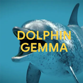 Parler dauphin avec un smartphone : la rvolution Google DolphinGemma